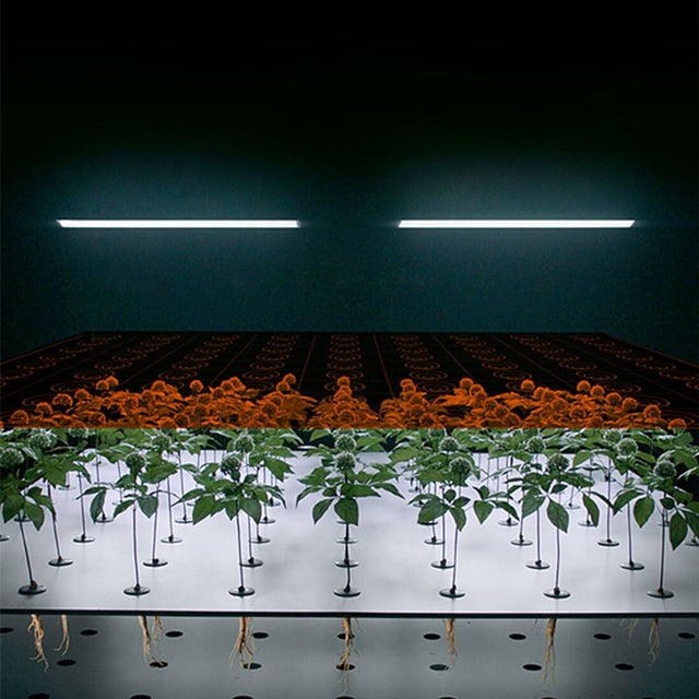 Ginseng plants being studied in a lab